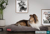the-mattress-orthopedic-classic-memory-foam-dog-bed-pom-pom-charcoal_2