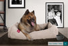 the-nest-orthopedic-memory-foam-dog-bed-cord-mink_2
